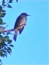 この鳥はなんていう名前の鳥ですか ヒヨドリかと思いましたが 頬に茶色みが Yahoo 知恵袋