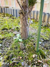 庭の苔の駆除を行いました 酢が良いとの事で酢を散布し枯れた苔を取り除きまし Yahoo 知恵袋