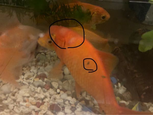 飼っている金魚に、写真のような白い腫瘍(?)みたいなものと、黒いほくろみたいなのができていました。 これがなにかわかる人いらっしゃいますか？