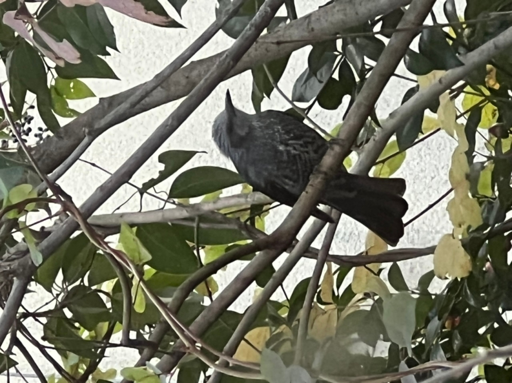 この鳥の名前を教えてください！