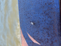 この虫は何て言う虫ですか 釣りしている場所の柵にたくさんいて気 Yahoo 知恵袋