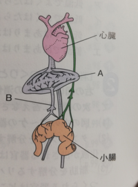 中学理科です 小腸で吸収されたブドウ糖やアミノ酸は 血管bを通っ Yahoo 知恵袋