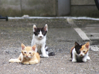 野良猫の多い 野良猫スポット の場所を詳細に書くと 猫をいじめ Yahoo 知恵袋