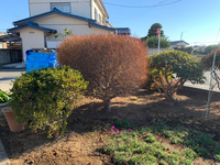 ドウダンツツジを２本花壇に植えようと考えてます 幹上の大きさは 直 Yahoo 知恵袋