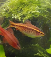 カワコザラガイを食べる生体を探しています うちの45c Yahoo 知恵袋