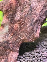 アクアリウムの流木に白いプツプツ がついてるんですがこれは害に Yahoo 知恵袋