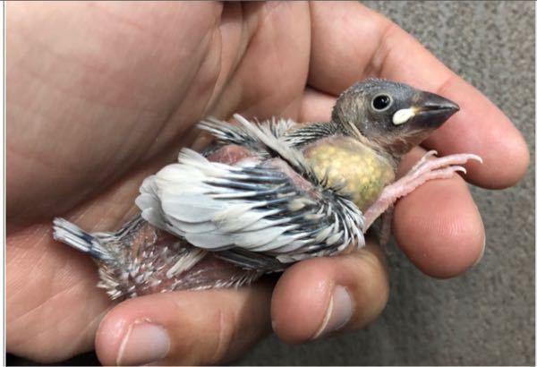 この文鳥はオスメスどっちでしょうか 予想で結構です シルバー文鳥で Yahoo 知恵袋