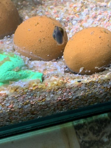 メダカ水槽を立てて約1ヶ月 2 3日前から底砂に白いモヤモヤがつき Yahoo 知恵袋
