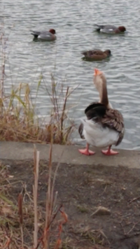 山の近くの池にいた水鳥ですが何という鳥でしょうか 他の鳥より一 Yahoo 知恵袋