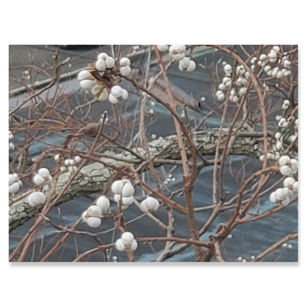 今まで気づかなかったのですが 白い花 実 がなっています 周りには桜の木 Yahoo 知恵袋
