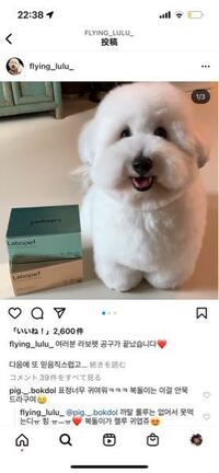 韓国のインスタでよく見かけるこの犬って なんの種類だと思い Yahoo 知恵袋