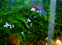 魚遊びアクアリウムを趣味にしている方や魚に関して知識がある人に質問です 今4 Yahoo 知恵袋