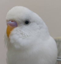 画像のセキセイインコと白ハルクインとの間に白ハルクインのオスは Yahoo 知恵袋