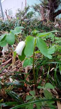 ホタルブクロに似たこの草は何か教えてください 東北の山在住で春 Yahoo 知恵袋