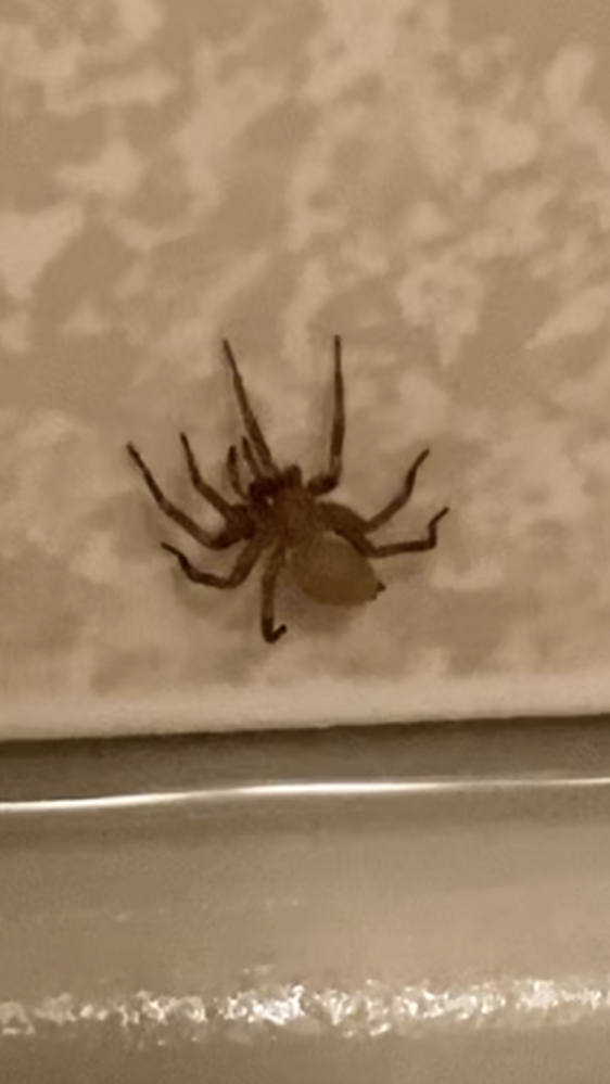 お風呂で見慣れない蜘蛛を見つけました。 調べたところカバキコマチグモの幼体に似ている気がするのですが、どうでしょうか？ 正体がわかる方に教えていただきたいです。