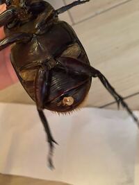ヘラクレスオオカブトの繁殖をしようと思って夜のうちにオスをメスの背中に乗 Yahoo 知恵袋
