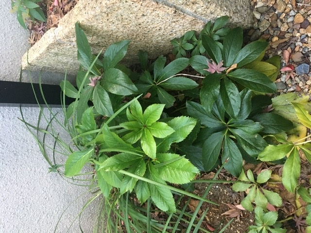このギザギザの葉の植物の名前わかりますか？ ギザギザに触ると若干痛いです。