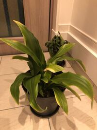 南天 を植える場所についての質問です 南天は 鬼門 裏鬼門どちらか Yahoo 知恵袋