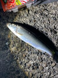 この魚はウグイでしょうか 合ってます ウグイです 川の魚 Yahoo 知恵袋