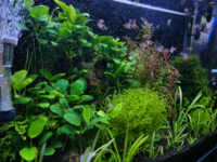 ６０ｃｍレギュラー水槽でディスカス飼育を考えているのですが Yahoo 知恵袋