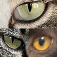 猫の目の色について質問です 写真は キジ白猫 上 キジ猫 左 黒猫 Yahoo 知恵袋