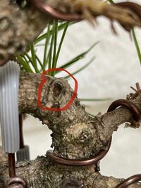 黒松盆栽で、赤枠のような剪定の跡を残さない方法はないのでしょうか？ 