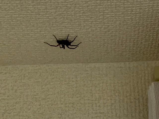 家に出できて困ってます 結構大きくてやばいです この蜘蛛はどういった蜘蛛なんでしょうか？