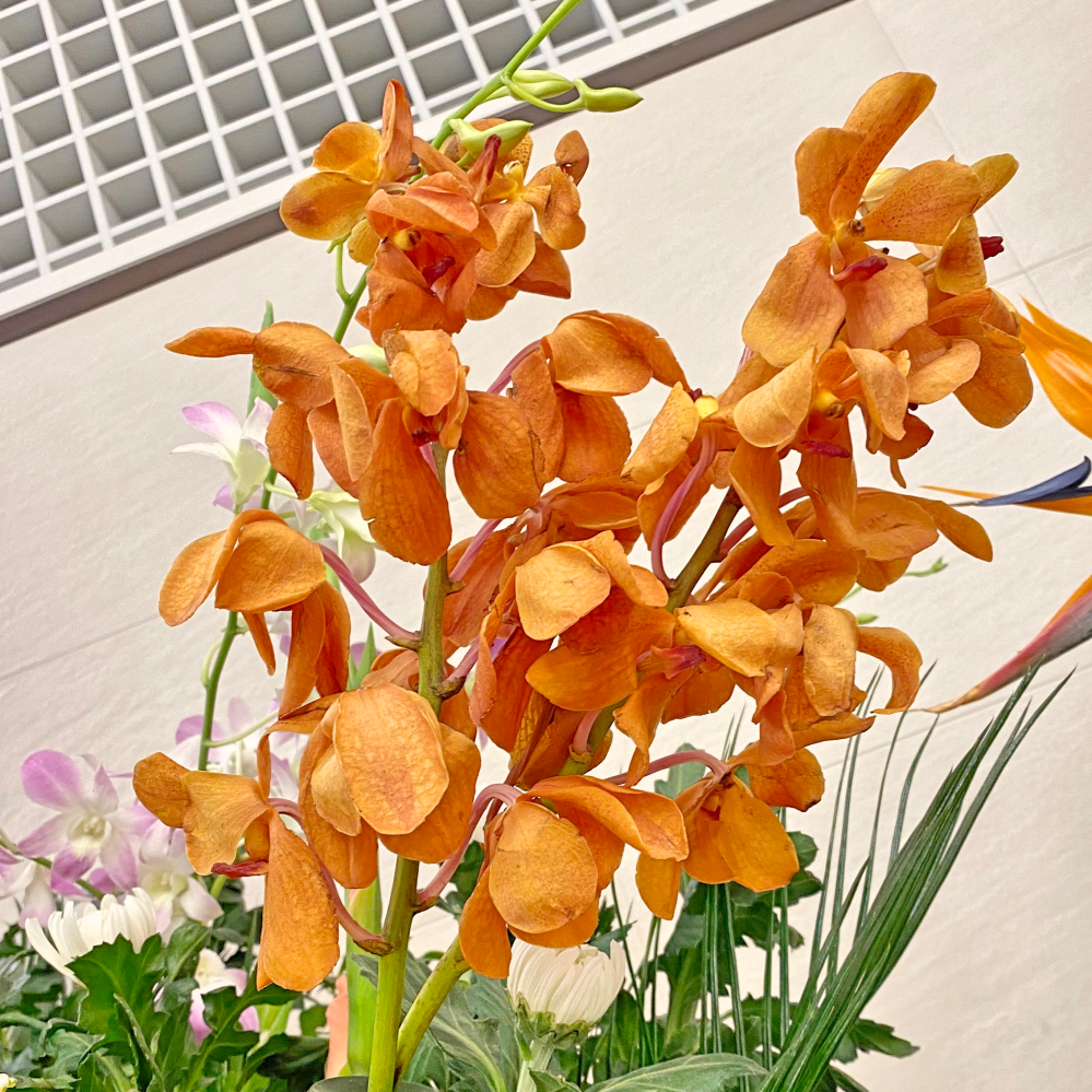 花の名前を教えてください モカラだと思います Yahoo 知恵袋