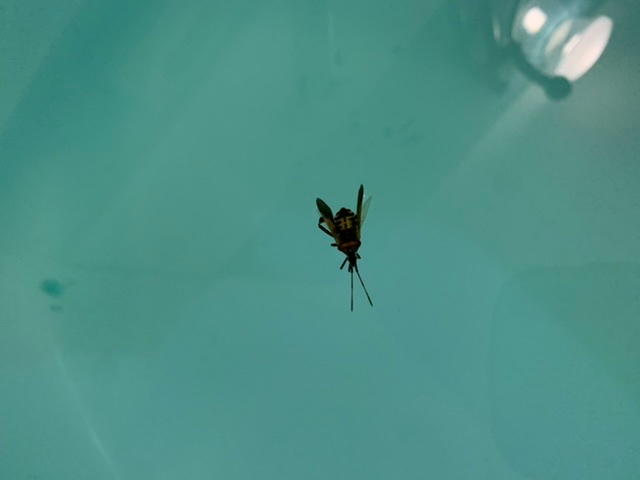 この間お風呂にこの虫が死んで浮いてました。 なんという虫ですか？また、どこから入ってきたのでしょう…