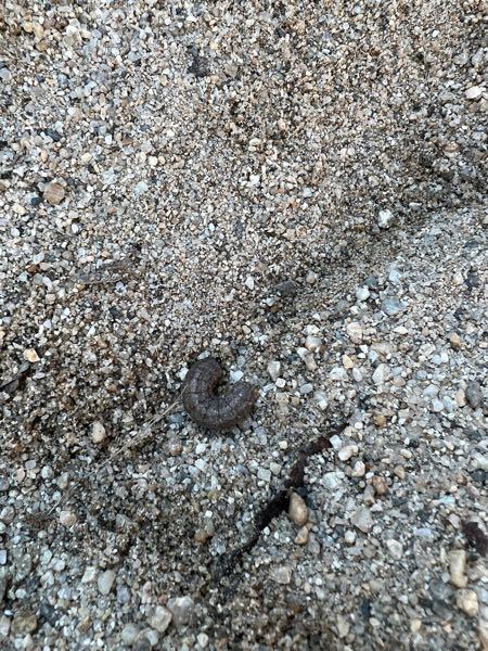 公園の砂場にいました。 何の幼虫でしょうか？ 育てることは可能ですか？ カブトムシみたいな感じですか？