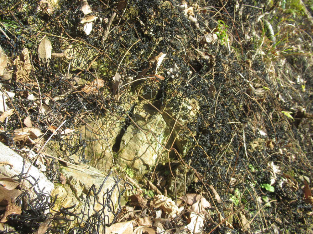 切土のり面について質問があります。 斜面大量にちじれた網があるのですが、それはどういう意味があるのでしょうか？ 落石を防止する為のものなのか、植生の為の者なのか、どういう意味合いがあるのか教え...