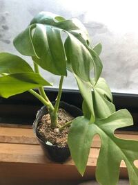 ヒメモンステラ植え替えについて室内で買ったのが 2か月前で新しい芽がすぐ Yahoo 知恵袋