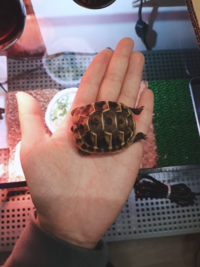 至急 ヘルマンリクガメのベビーが動かなくなりました 同 Yahoo 知恵袋