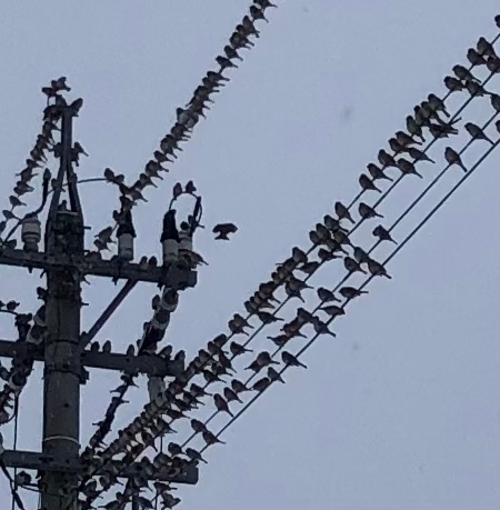 鳥に詳しい方いらっしゃるかな？ 画像の音符のような鳥の大群はスズメです。電線に大量に停まっていて、1時間ほどすると、すぐ隣の電柱の電線に大量に移動します。その1時間後はいなくなり、今度はカラスの群れがやってきます。 カラスとスズメが同時に来ることは無いし、スズメも1時間後に隣にわざわざ移動しなくても…。カラスはスズメが移動するのを近くの木や電線にいて待っている様子です。 何か、理由があるのでしょうか？