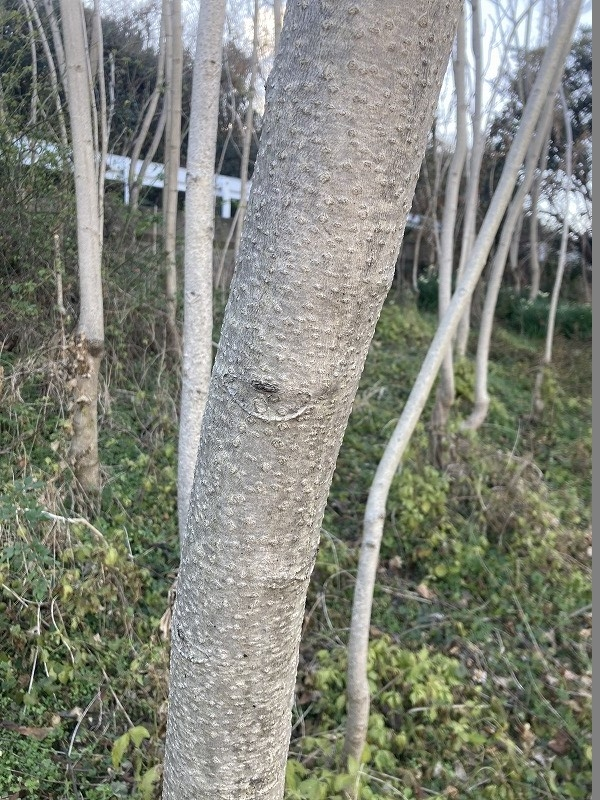 これはなんという樹木でしょうか？ 1月中旬に香川県のやや山間部の道端で撮影しました。 樹高は4～6ｍくらいです。 よろしくお願いします。