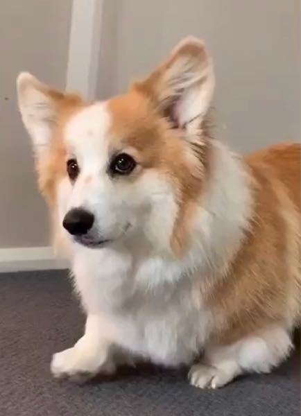 この子の詳しい犬種を教えて下さい コーギーみたいだけど見 Yahoo 知恵袋