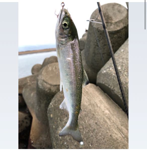この魚は、降海型ヤマメでしょうか、ニジマスでしょうか？ 北海道の堤防で釣れたそうです。 わかる方がいらしたら、教えてほしいです！ ※この画像はインターネットネットから引用したものです。