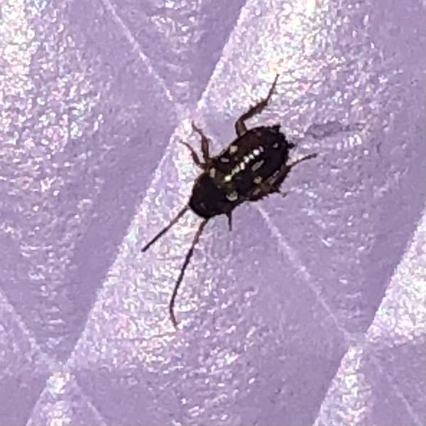 これは何のゴキブリでしょうか？？ 小さめです。触覚は動いてませんでした。 家族で住んでいるのですが私の部屋に初めて現れました、、、、。 私の部屋に卵産んだのでしょうか、、、、。