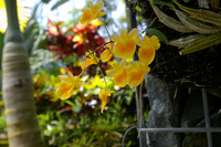 この蘭の種類を教えてください 名前を思い出せないが デンドロビウム Yahoo 知恵袋