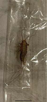 自宅にゴキブリの様な虫が出ます ここ2週間で6匹も出てきました 寝 Yahoo 知恵袋