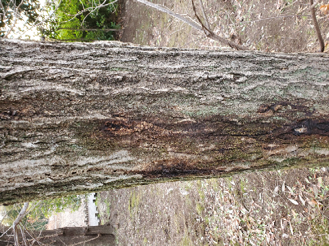 この木はカブトムシやくわがたに噛まれた後ですか? もしそうだったら、夏頃でカブトムシなど採れますか?