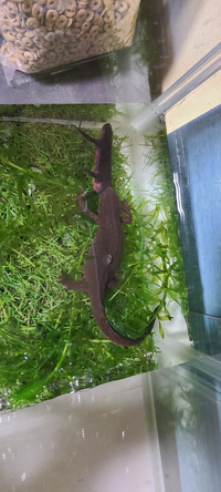 写真が貼られてなかったので再掲します 仕事から帰ってアカハライ Yahoo 知恵袋