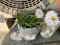 この花の名前を教えて下さい 購入して鉢に植え替えて2日ですが 写真 Yahoo 知恵袋