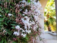 羽衣ジャスミンの香りに似た香水ってありませんか ボディクリーム Yahoo 知恵袋