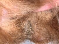 至急お願いします 犬のかさぶたです 散歩帰り 犬の脇の下に何か棘の Yahoo 知恵袋