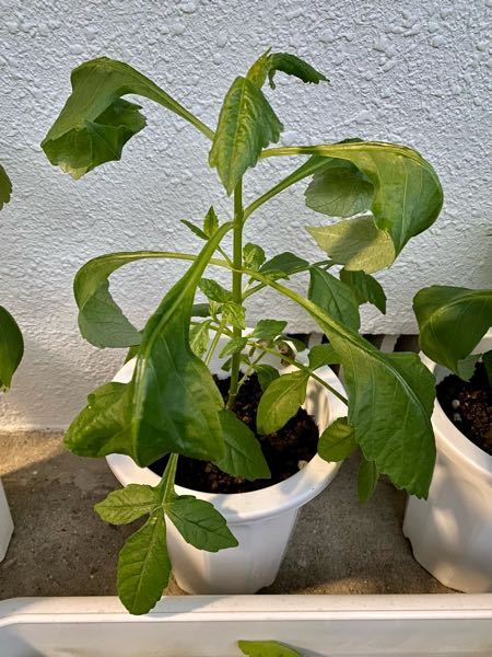 ダリアの葉が丸まります 虫は居ないようです 何が原因でしょうか 教 Yahoo 知恵袋