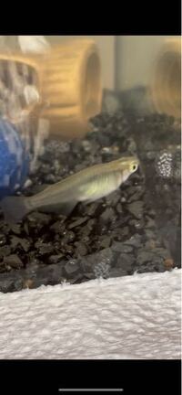 子供がこの魚を捕まえてきたのですが メダカでしょうか カダヤシでしょうか Yahoo 知恵袋