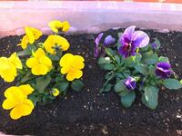 花、初心者です。写真の花の黄色と紫の名前を教えてください。花びらは3〜4cmと小さいです。 (パンジー、ビオラ、スミレの区別もよくわかりません)