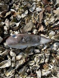 この魚はなんで言うやつですか 打ち上げられて死んでるんです Yahoo 知恵袋