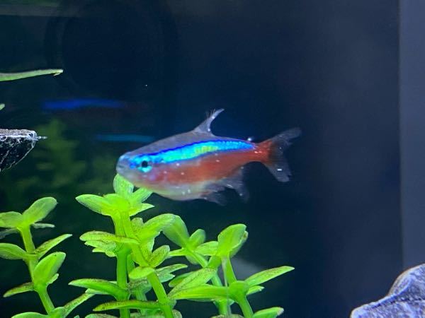 熱帯魚の事で教えてください カージナルテトラにこのように白い斑点が Yahoo 知恵袋
